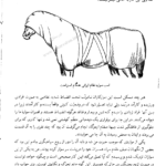 دانلود کتاب شرح سفری به ایالت خراسان و شمال غربی افغانستان جلد دوم اسدالله توکلی طبسی ۲۹۴ صفحه