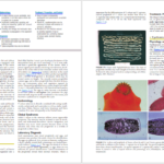 دانلود کتاب Medical Microbiology ماری ۹۲۳ صفحه